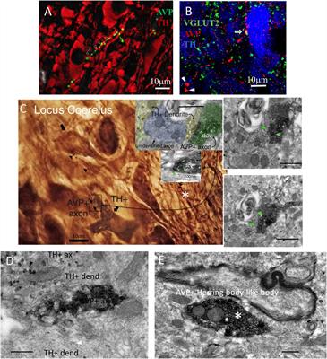 A Synaptically Connected Hypothalamic Magnocellular Vasopressin-Locus Coeruleus Neuronal Circuit and Its Plasticity in Response to Emotional and Physiological Stress